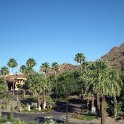 Palm trees on the Phoenician Grounds